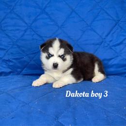 Dakota boy 3 - Black and white male Siberian Husky puppy in Ocala, Florida from Florida Husky Puppies