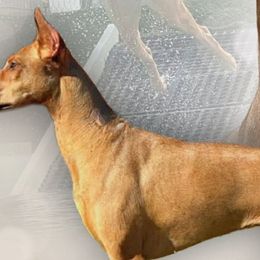 Doberman Pinschers and German Shepherds from By My Side Germans Shepherds & Dobermans