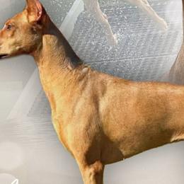 Doberman Pinschers and German Shepherds from By My Side Germans Shepherds & Dobermans