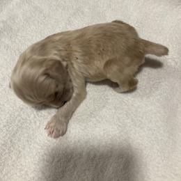 Boy 2 - Buff male Cocker Spaniel puppy in Rising Sun, Maryland from Palmtree Cockers