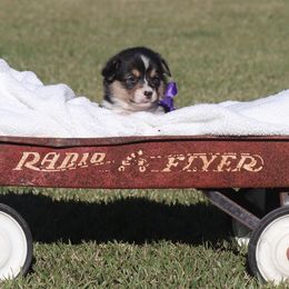 Boy 3 - Black and tan male Pembroke Welsh Corgi puppy in Ville Platte, Louisiana from Flat town corgis