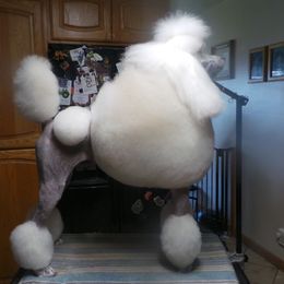 Aspen - Poodle