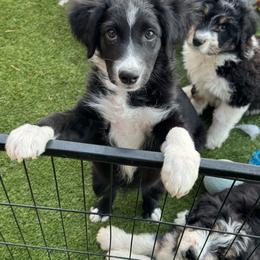 Lily - Black and white female Aussiedoodle puppy in Peyton, Colorado from Colorful Colorado Aussiedoodles