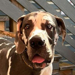 Maverick - Great Dane