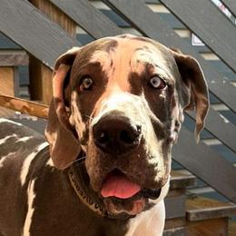 Maverick - Great Dane