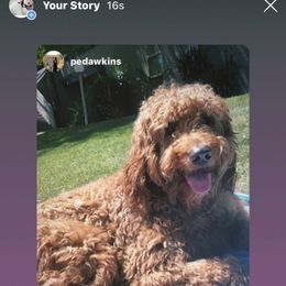 Bernedoodle, Goldendoodle, and Aussiedoodle All Grown Up from Arizona Goldendoodles