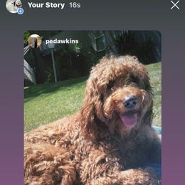 Bernedoodle, Goldendoodle, and Aussiedoodle All Grown Up from Arizona Goldendoodles