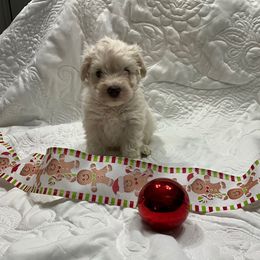 Wheaton - Wheaten male Miniature Schnauzer puppy in Stevenson, Alabama from Joyce's Miniature Schnauzers