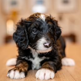 Boy 5 - male Bernedoodle puppy in Chandler, Arizona from Phoebe's Bebies