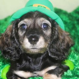 Dachshunds from Frostdox Dachshunds