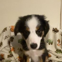 Miniature American Shepherd Puppies from Harbor View Mini American Shepherds