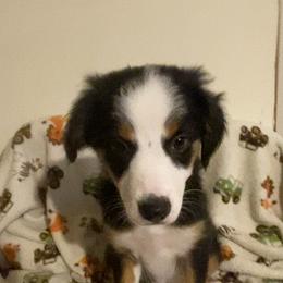 Miniature American Shepherd Puppies from Harbor View Mini American Shepherds