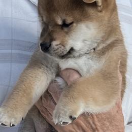 Boy 2 - Red male Shiba Inu puppy in Nampa, Idaho from Hillsdale Shiba Inu