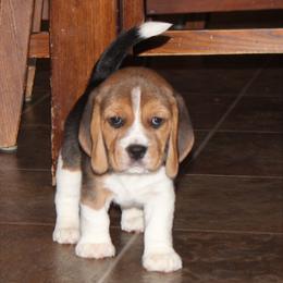 Mattie - Black tan and white female Beagle puppy in Morrill, Kansas from Kelle Beagles