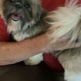 Nutmeg - Black gold and white female Shih Tzu puppy in Cullman, Alabama from Divine Hill Farm