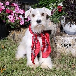 Sage - Salt and pepper male Miniature Schnauzer puppy in Vernal, Utah from High Uinta Schnauzers