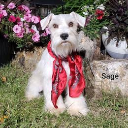 Sage - Salt and pepper male Miniature Schnauzer puppy in Vernal, Utah from High Uinta Schnauzers