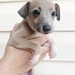 Porky - White and blue fawn male Italian Greyhound puppy in Jacksonville, Alabama from Adornare Kennels