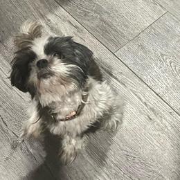 Kitchy - Shih Tzu