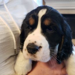 English Springer Spaniel Puppies from Brandywine Springers
