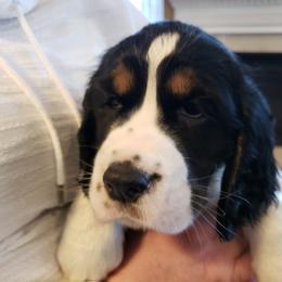 English Springer Spaniel Puppies from Brandywine Springers