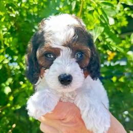 Persephone - Tri-color female Cavapoo puppy in Tucson, Arizona from Adored Poodle & Doodles