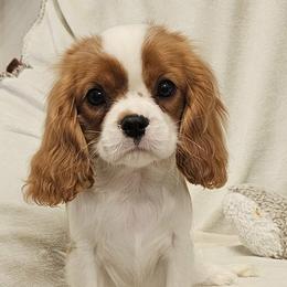 Juliette - Blenheim female Cavalier King Charles Spaniel puppy in Draper, Utah from Peaks Pups — Exceptional by Nature. Raised with Purpose.