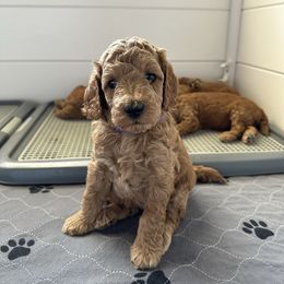 Goldendoodle Puppies from Doodle Paws Az