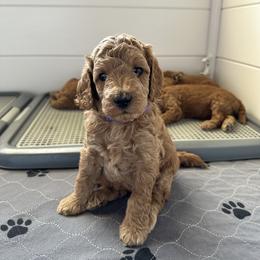 Goldendoodle Puppies from Doodle Paws Az