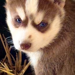 Tank - Red and white male Siberian Husky puppy in Grant City, Missouri from Timberline Paws