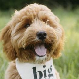 Goldendoodles and Golden Mountain Doodles from Howard Hills Doodles