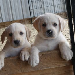 Labrador Retriever Puppies from True Labradors