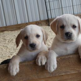 Labrador Retriever Puppies from True Labradors