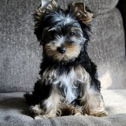 Yorkshire Terrier Puppies from Diamond in a Rough Yorkies