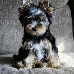 Yorkshire Terrier Puppies from Diamond in a Rough Yorkies