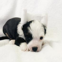 Chihuahua and Chinese Crested Puppies from Western Kentucky Chihuahua’s and Chinese Crested’s