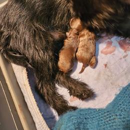 Phoenix - Brown female Brussels Griffon puppy in Lewiston, Idaho from Rose's Brussels Griffons