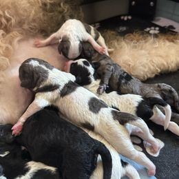 Girl 5 - Parti female Goldendoodle puppy in Toledo, Ohio from Avery Doodle Day LLC