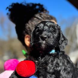 Cupid - Black male Australian Labradoodle puppy in Richmond, Kentucky from Happy Time Doodles