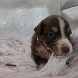 Australian Shepherd Puppies from Crooked Creek Australian Shepherds