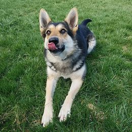 German Shepherds from AAGermanShepherds