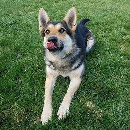 German Shepherds from AAGermanShepherds