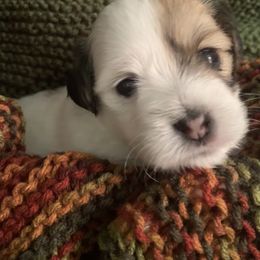 Coton de Tulear Puppies from Catawba Cotons