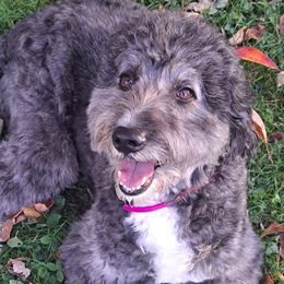 Flora - Aussiedoodle