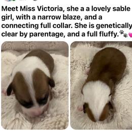 Victoria - Sable female Pembroke Welsh Corgi puppy in Cashion, Oklahoma from Shabby Chic Corgis