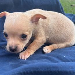 Flint - Cream male Chihuahua puppy in Scranton, South Carolina from The Magnolia Pawlor, LLC