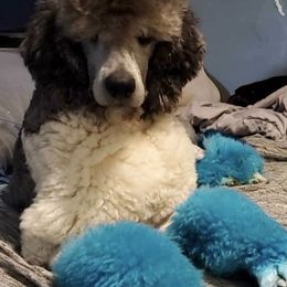 Poodles from Summer Reign Great Danes & Paradox Poodles