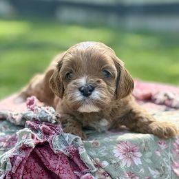 Ireland - Red Cavapoo puppy in Pleasant Hill, Iowa from Harvest Creek