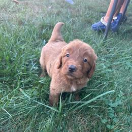Hazelnut - Red  female Goldendoodle puppy in Warren, Michigan from Annette Patterson