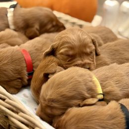 5th Pick Male - Dark golden male Golden Retriever puppy in Ohatchee, Alabama from The Golden Life